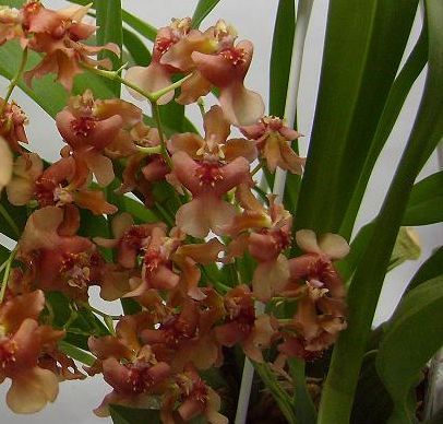 Orhidee Oncidium, delicatete si abundenta florala